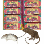 10minute Teacher Special Kill and Dry Rat Poison